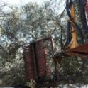 Hutchinson canopy-sharing harvester in olive orchard: in the row